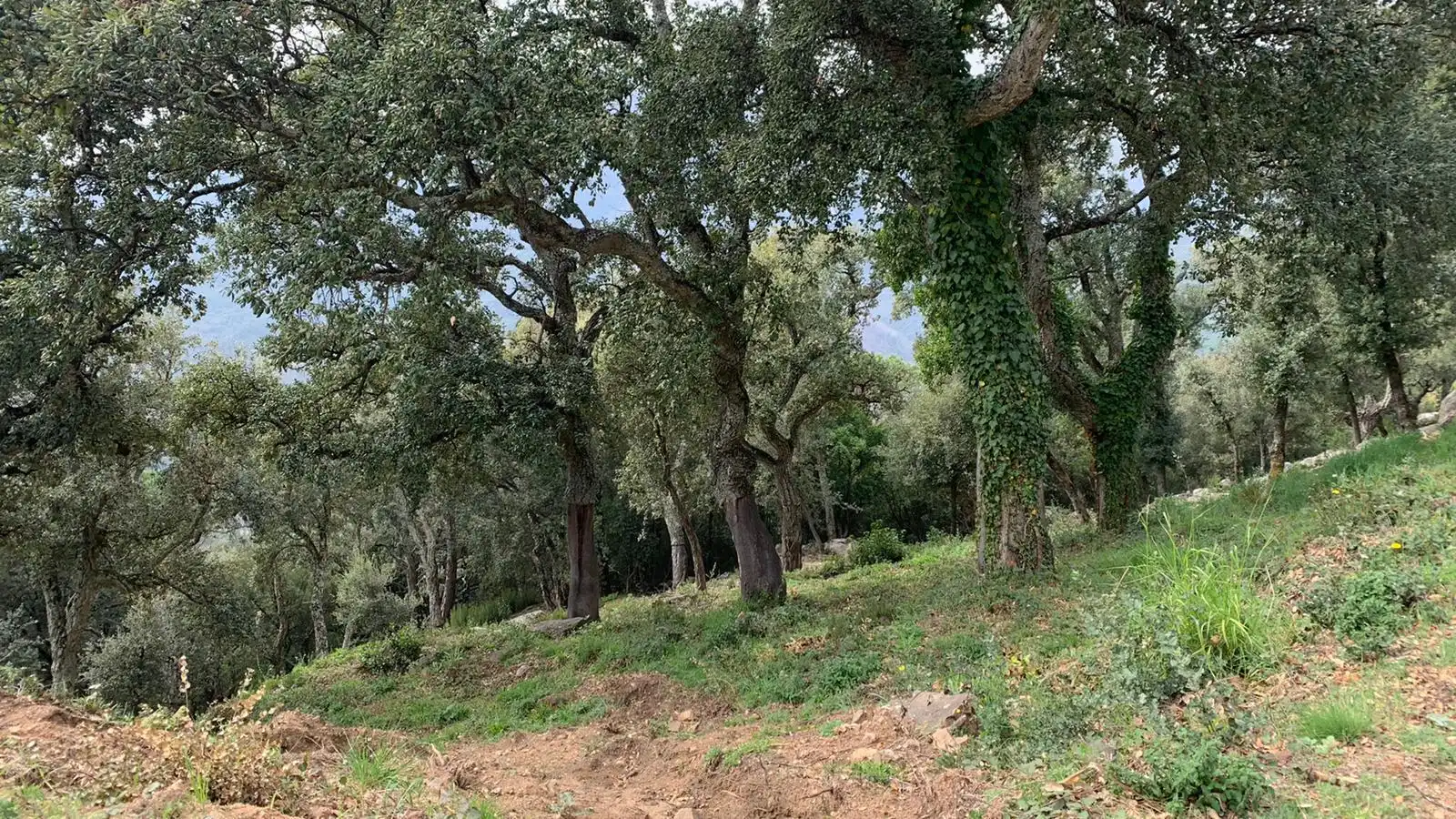 Terreno residenziale in vendita a Riells i Viabrea, imagen 3
