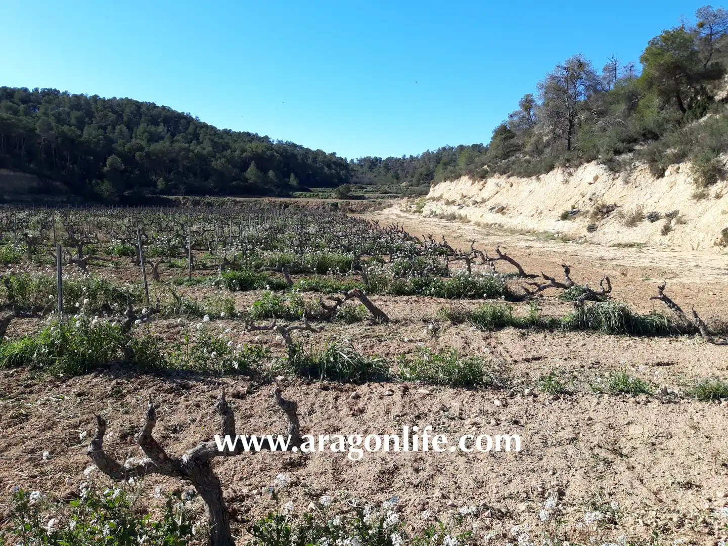 Finca rústica en venta en Nonaspe