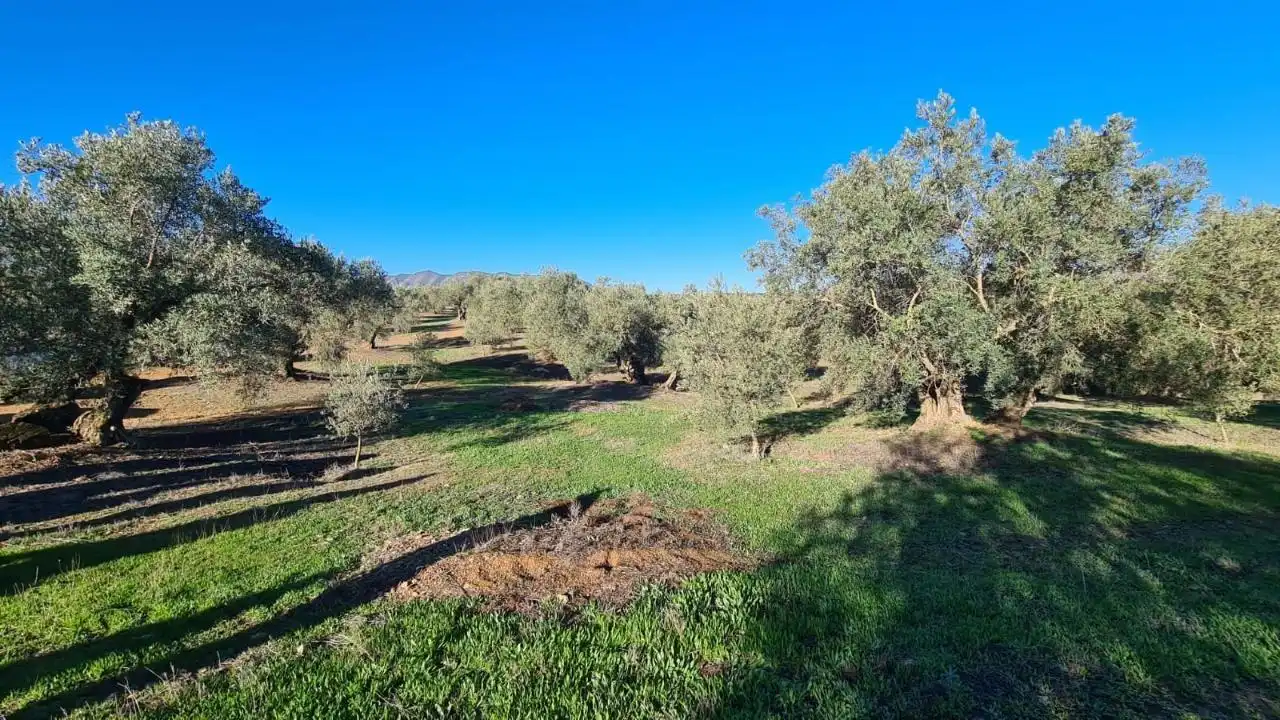 Terreny rústic en venda a CORTIJO DE MORA Y MARAÑON, imagen 5