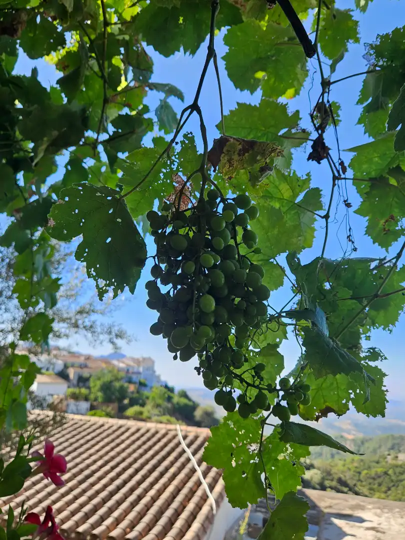 Vista exterior de Finca rústica en venda en Gaucín amb Aire condicionat, Jardí privat i Terrassa