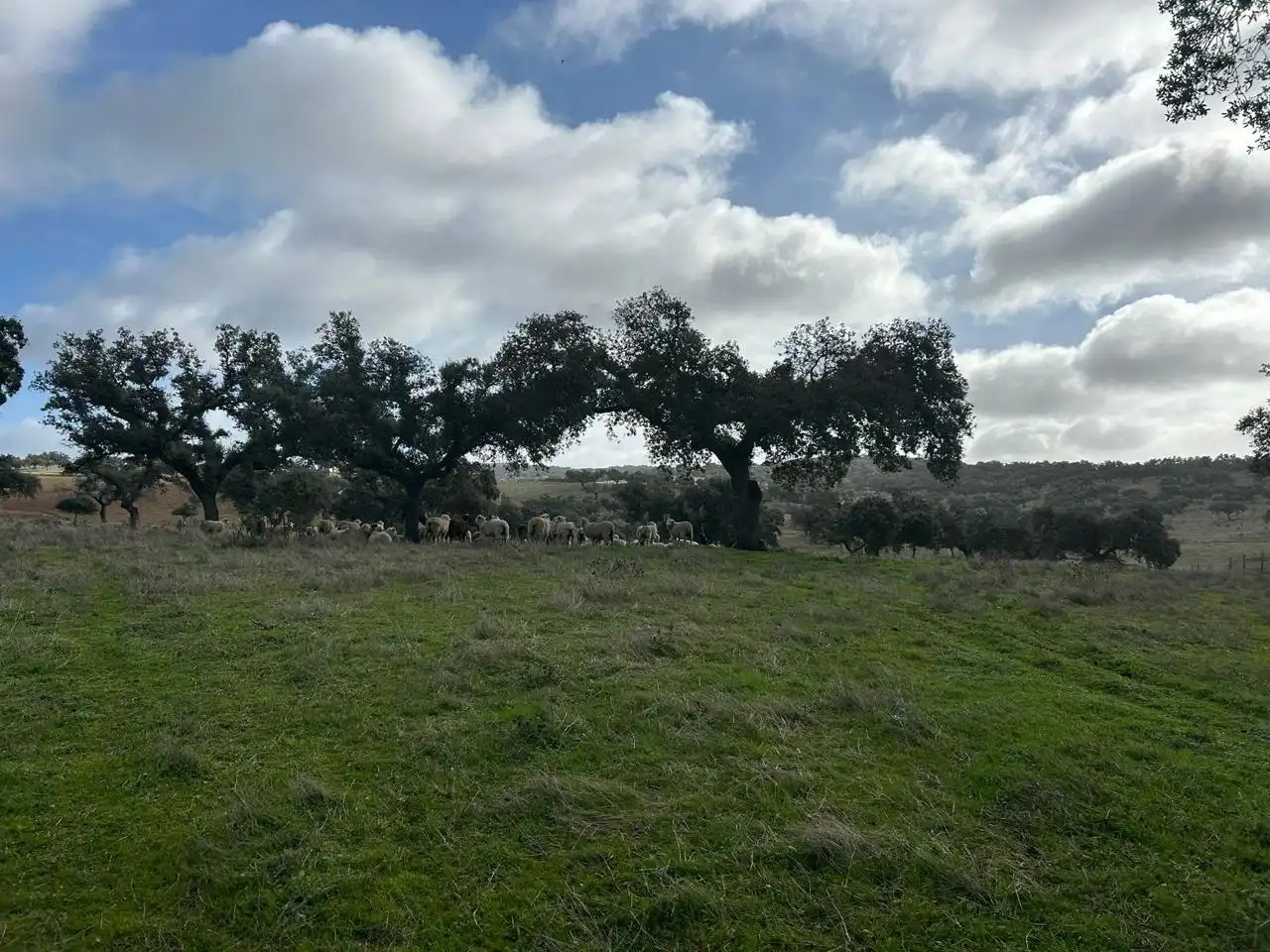 Lands and plots for sale in *, imagen 11