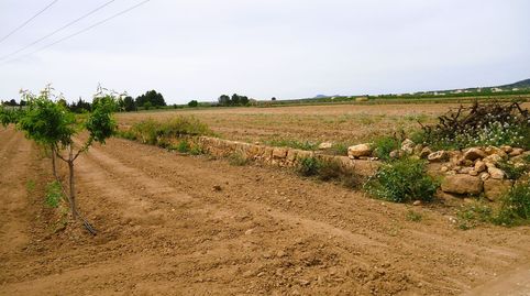 Terreno de regadío edificable de 10.380 m en Pinoso, Alicante, imagen 4