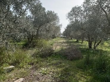 Terreny rústic en venda a Tarifa ciudad