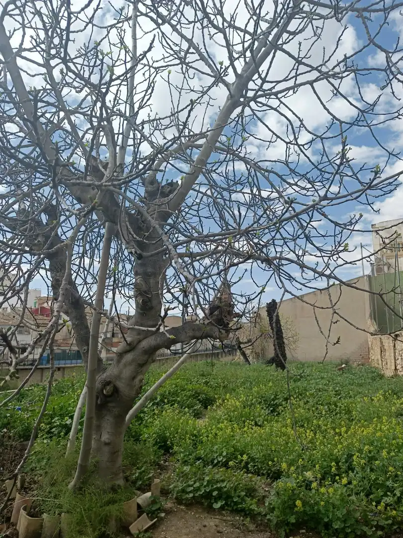 Casa con jardín en venta en Aspe Centro, imagen 10