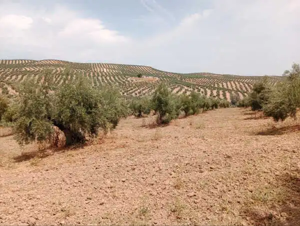 Terreni e lotti in vendita a Porcuna, imagen 4