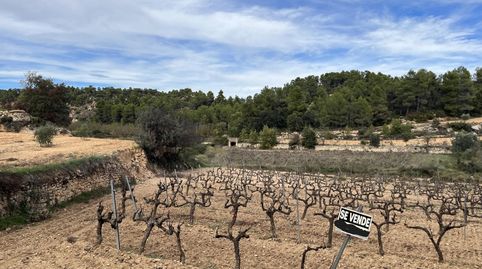 FINCA DE OLIVOS JOVENES I VIÑEDOS, immagine 3