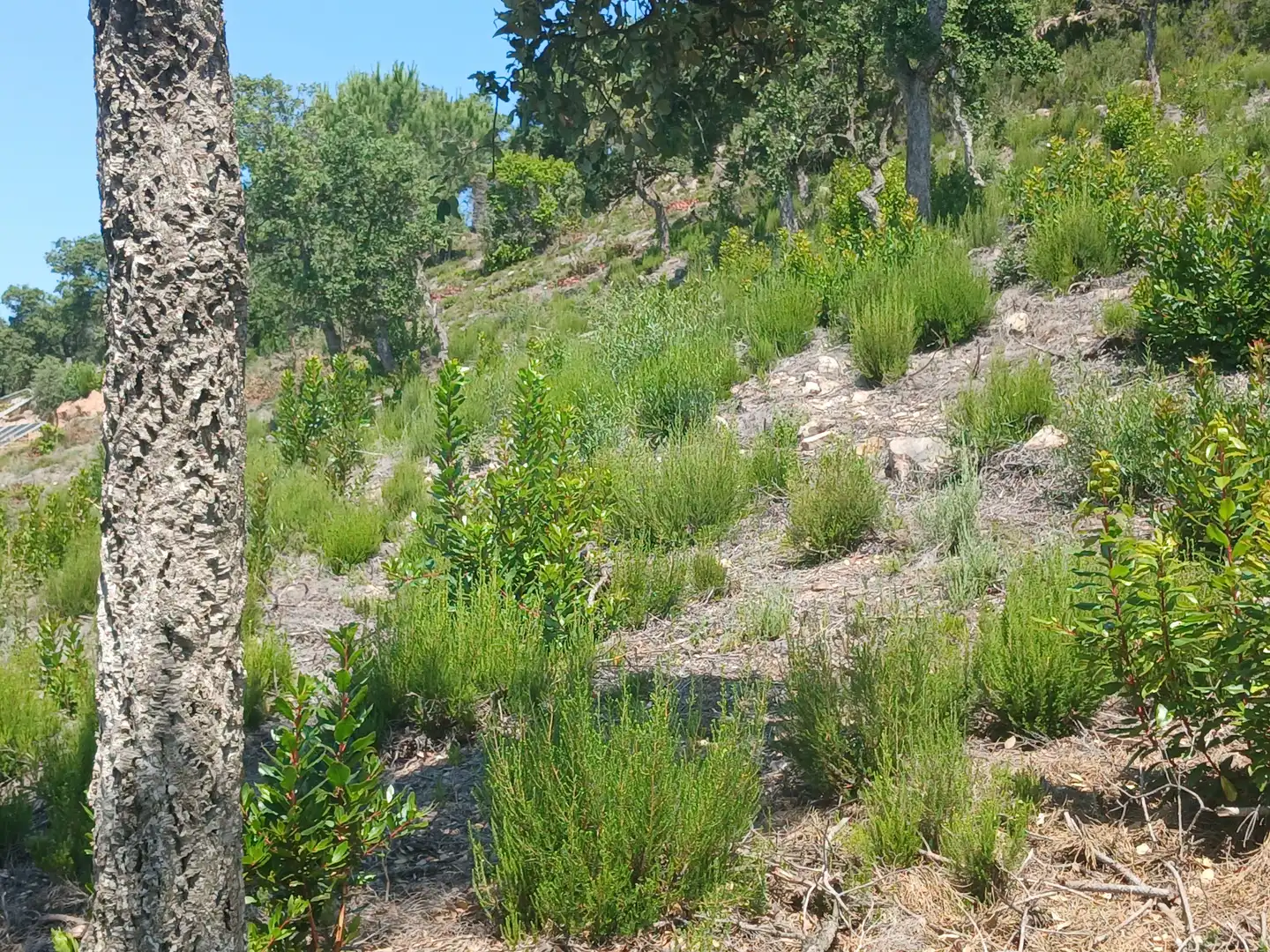 Terreno residencial en venta en Lloret Verd - Els Pinars, imagen 2