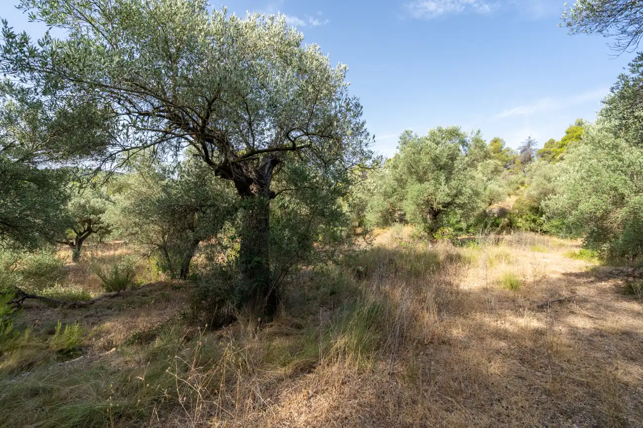 Land for sale in Caseres