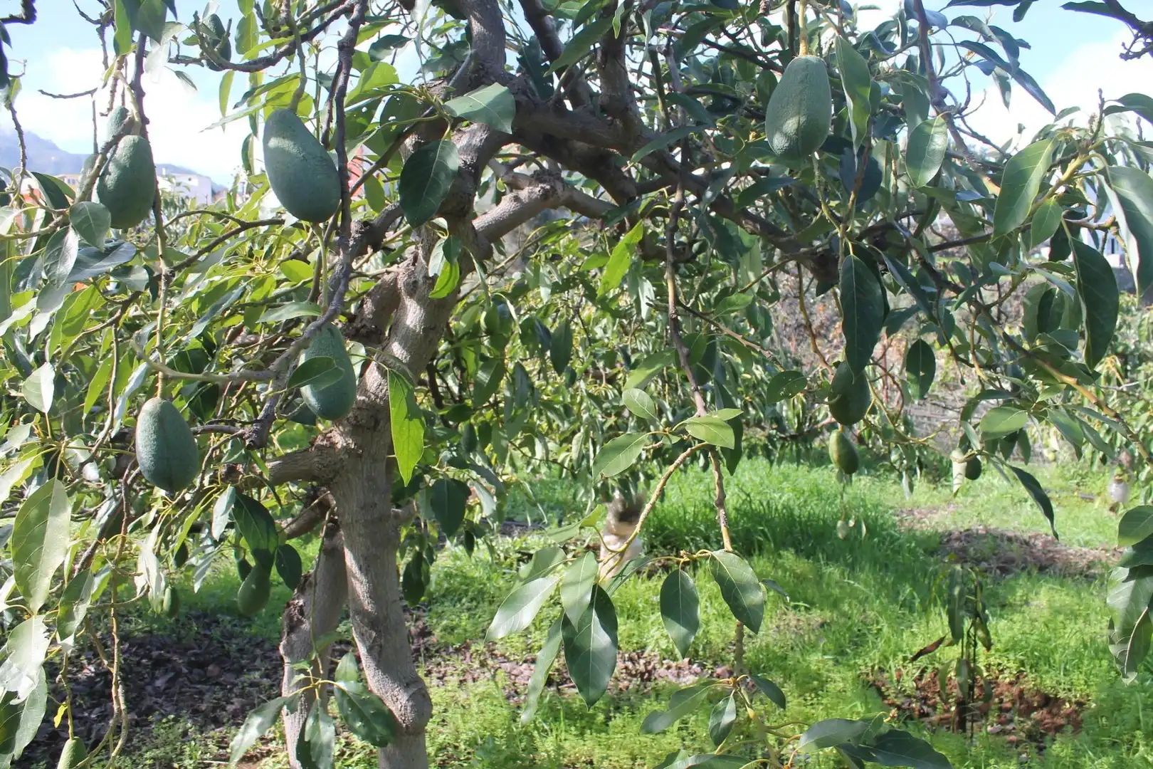 Terreny rústic en venda a Valsequillo de Gran Canaria, imagen 3