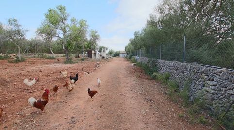 Finca rústica con pequeña caseta, immagine 5