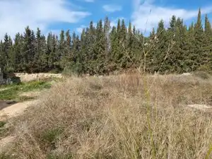 Rural land for sale in Vallmoll, imagen 12