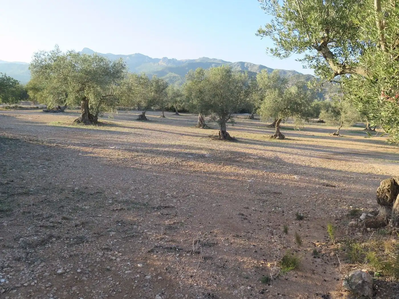 Terrain résidentiel à vendre à Xerta, imagen 8