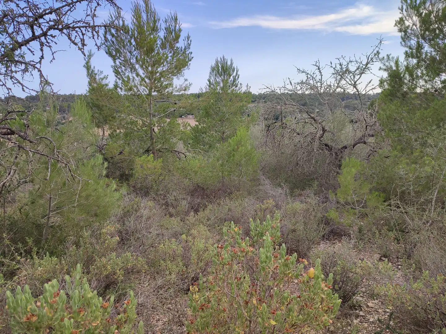 Terrain rustique à vendre à Sant Joan, imagen 11