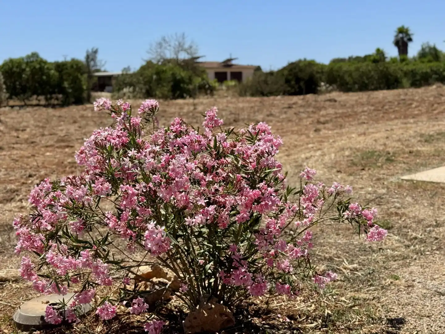Houses for sale in Campos, Zona Rústica - Interior