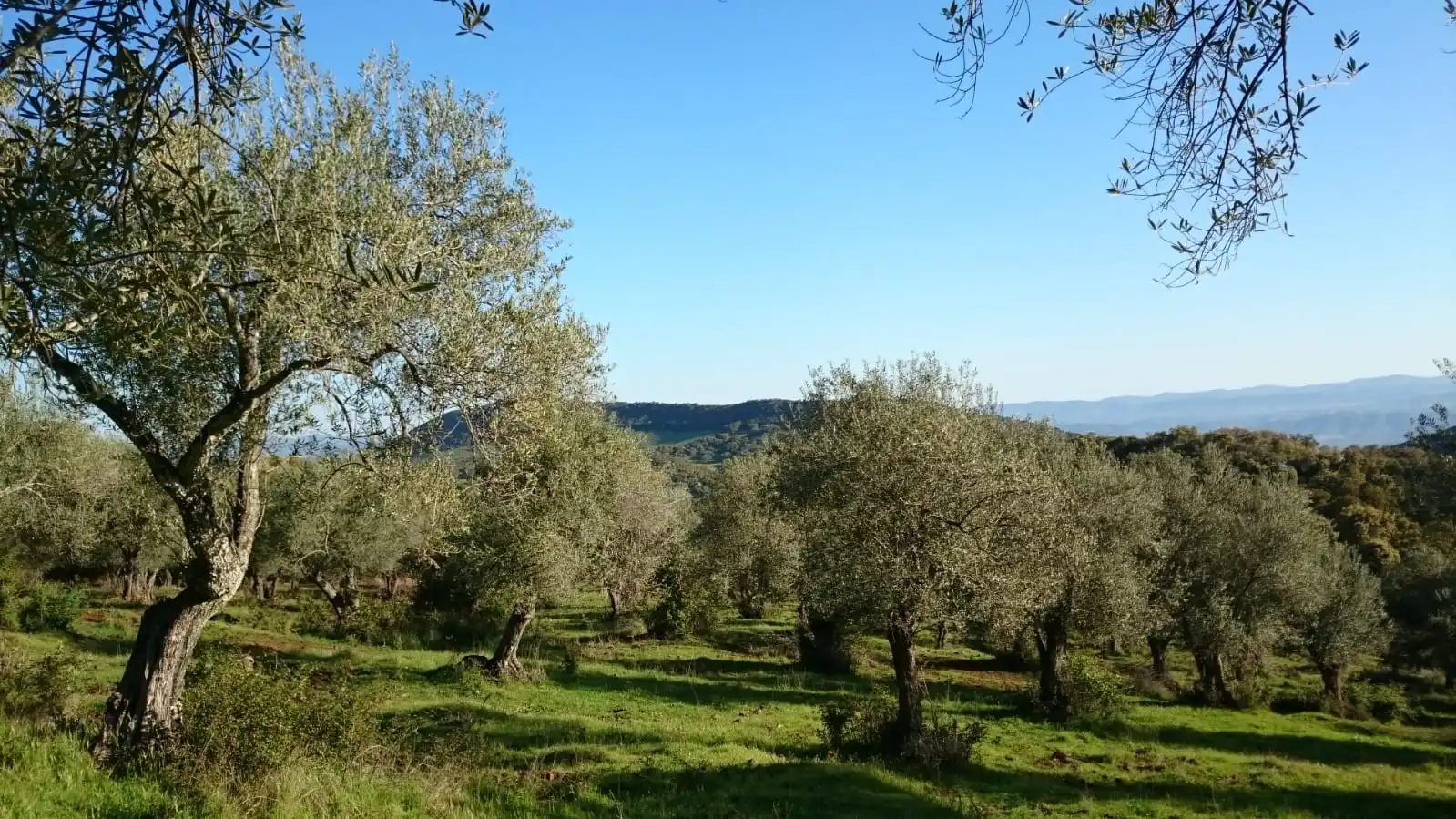 Terrenos y solares en venta en Dehesa 8, imagen 14