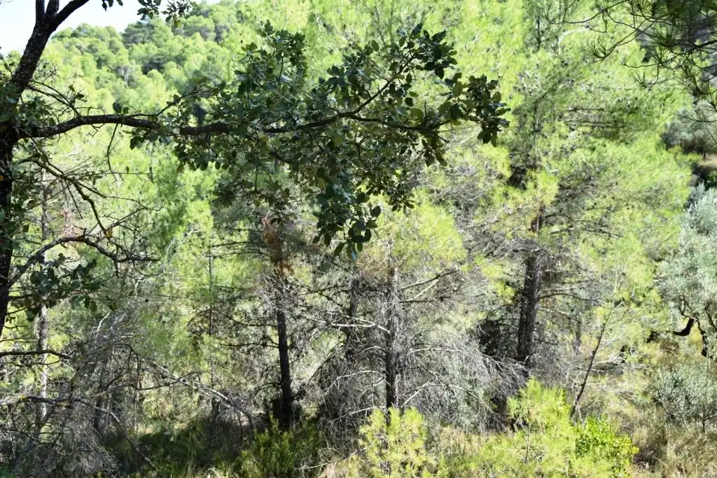 Terreni e lotti in vendita a Lledó, imagen 5