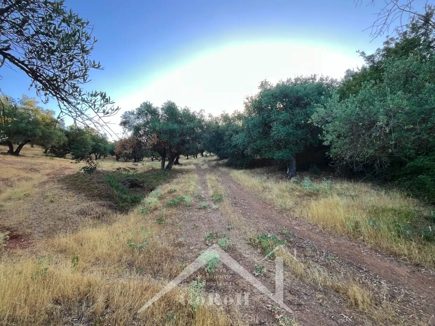 Land for sale in Constantina
