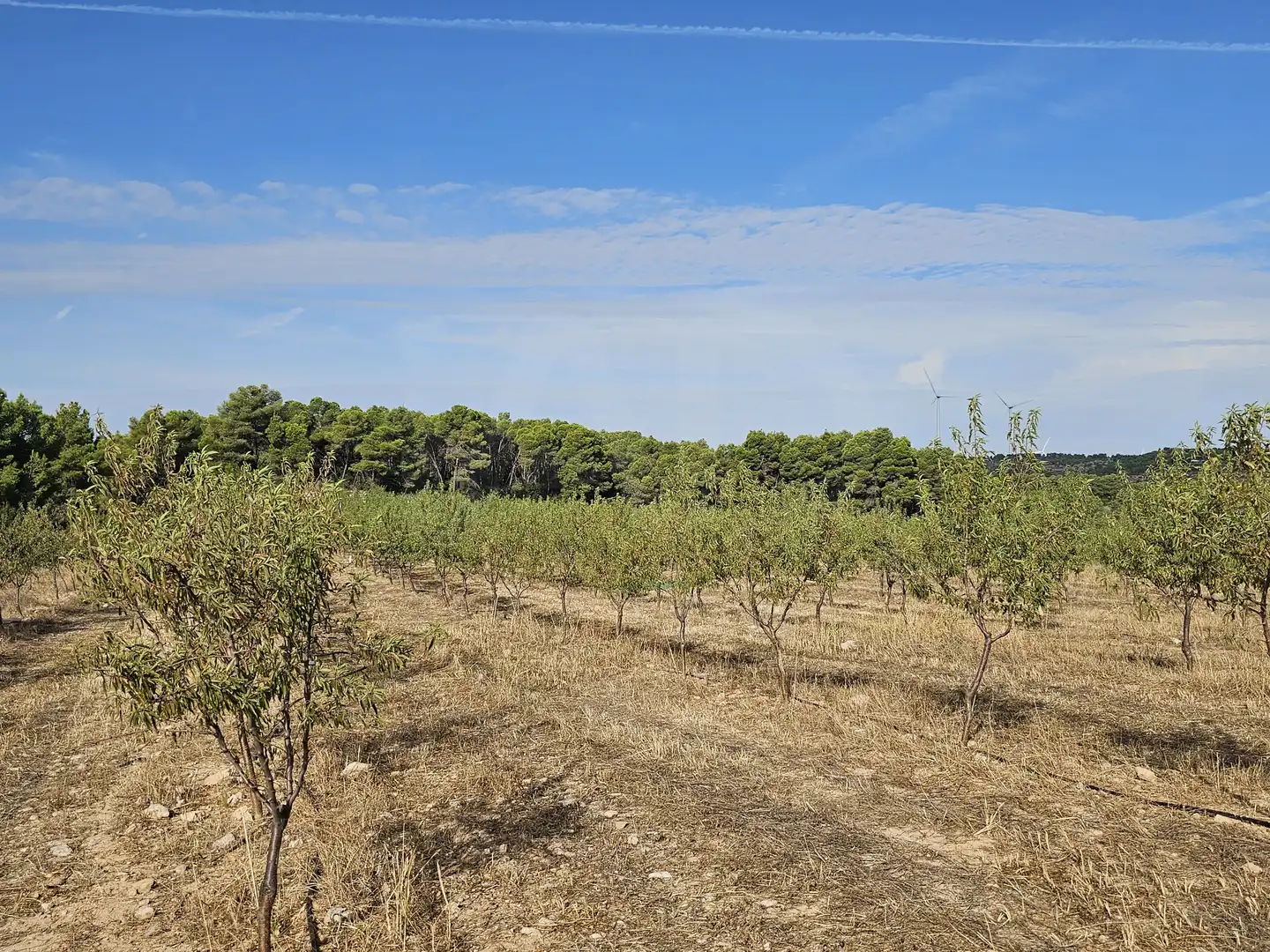 Rustikales Grundstück zum Verkauf in Gandesa, imagen 8