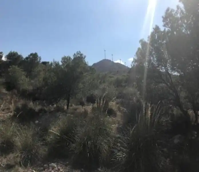 Land for sale in Cieza