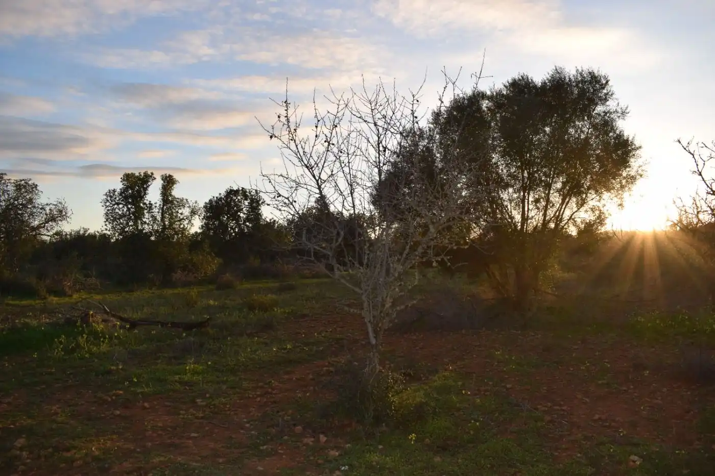 Terreno rústico en venta en Porreres, imagen 18
