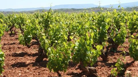 Foto 4 de Finca rústica en venda a Solana de los Barros, Badajoz