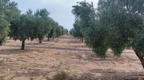 Photo 3 of Land for sale in Carretera Vieja, 37, Cúllar, Granada