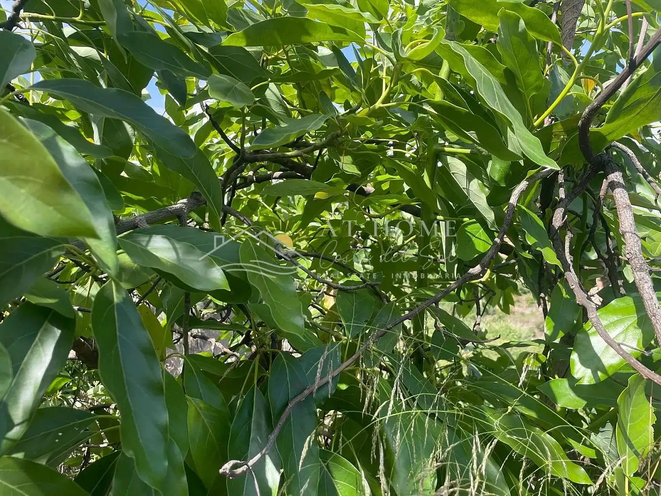 Terreni e lotti in vendita a Torrox Pueblo, imagen 24