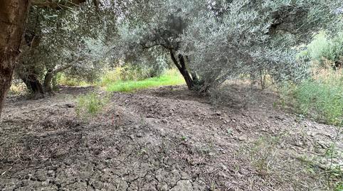 Foto 5 de Terreno en venta en Avenida de la Paz, Rágol, Almería