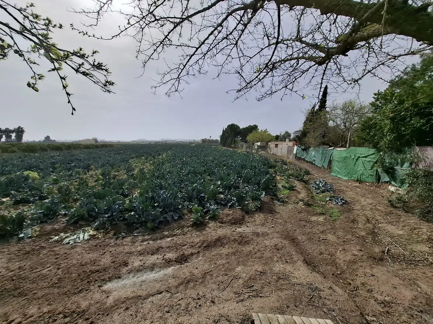 Finca rústica en venda a Partida Saavedra, El Edén