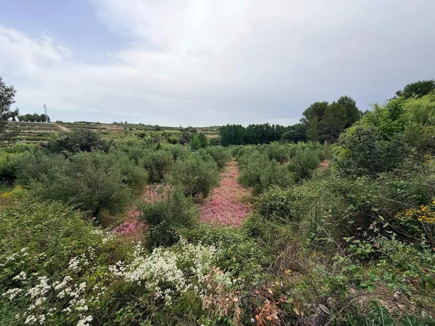 Terreno residenziale in vendita a Albaida, imagen 3