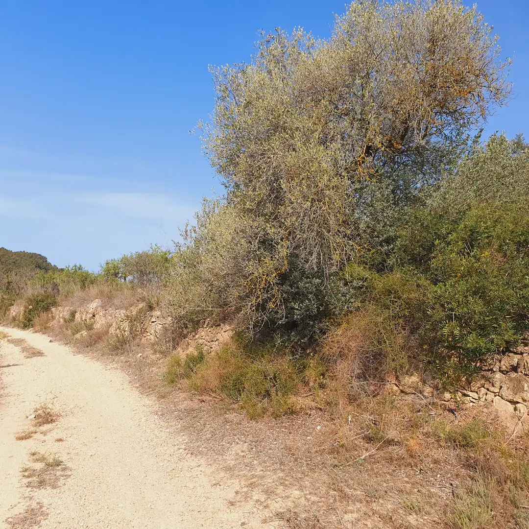 Rustikales Grundstück zum Verkauf in El Pinell de Brai, imagen 31
