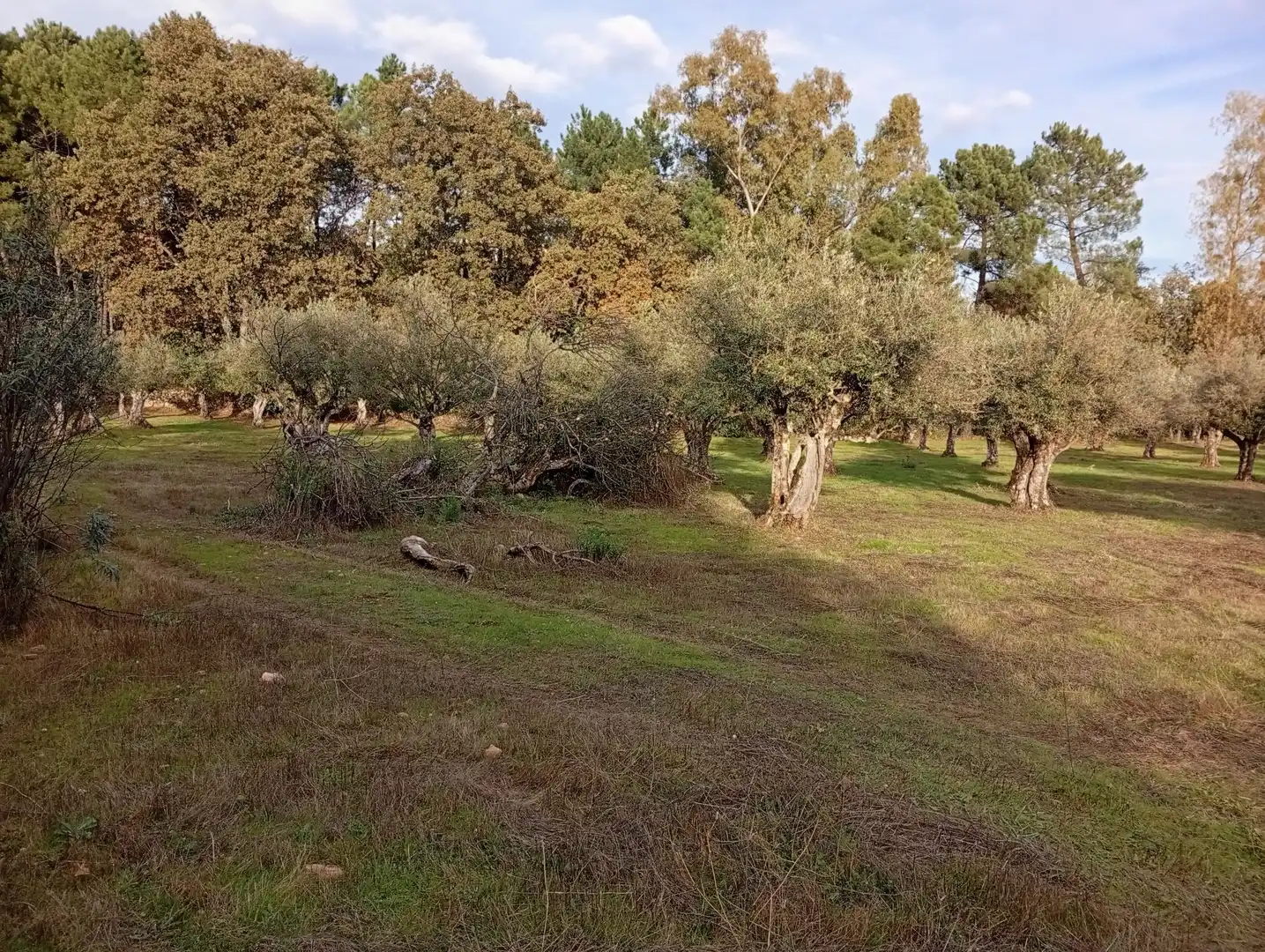 Terreni e lotti in vendita a Villanueva de la Vera, imagen 38