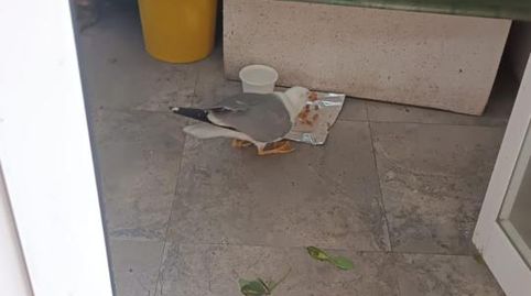 Foto 5 von Fabrikhallen zum Verkauf in El Real, Melilla Capital