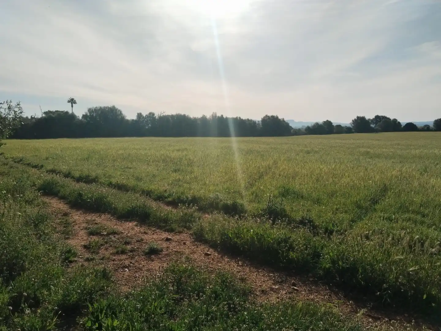 Rural land for sale in Felanitx Poble, imagen 3