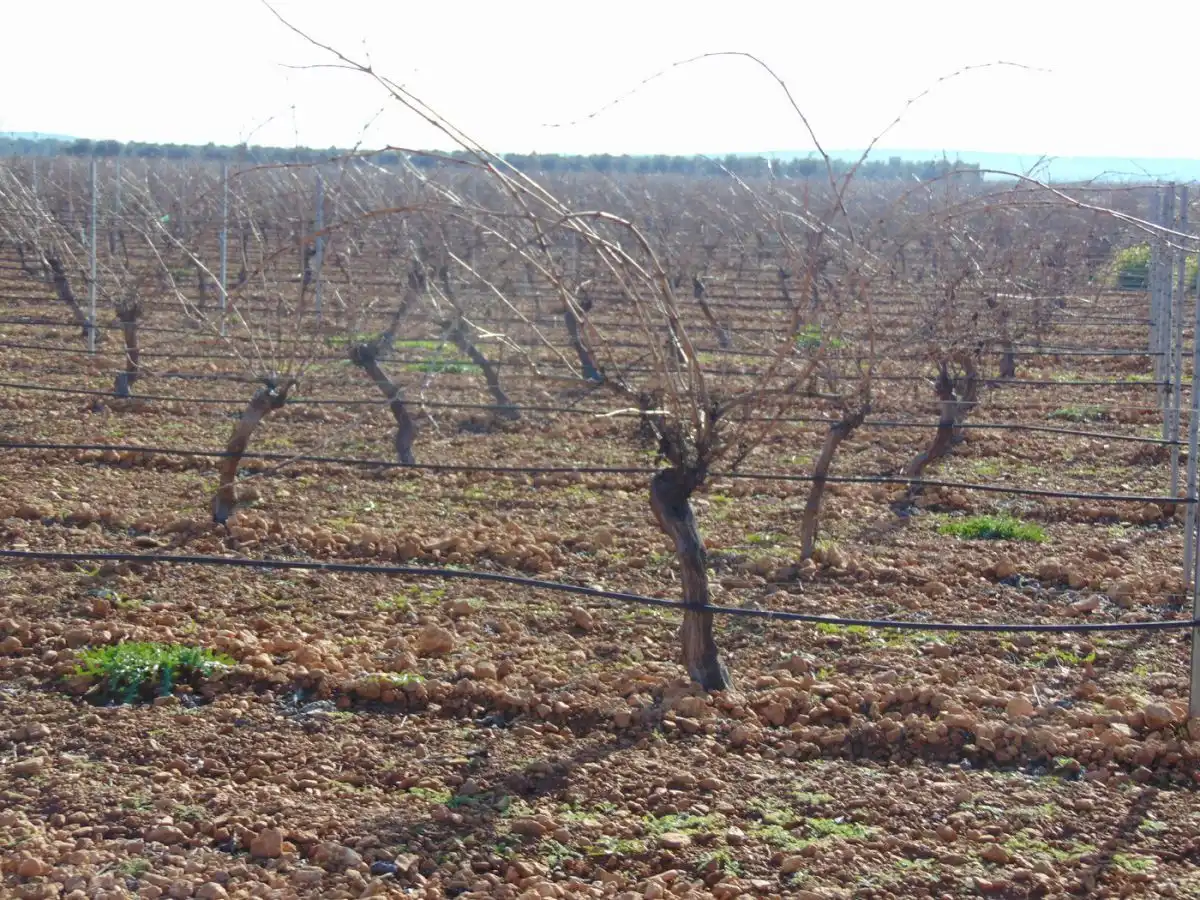 Rural land for sale in Valdepeñas, imagen 25