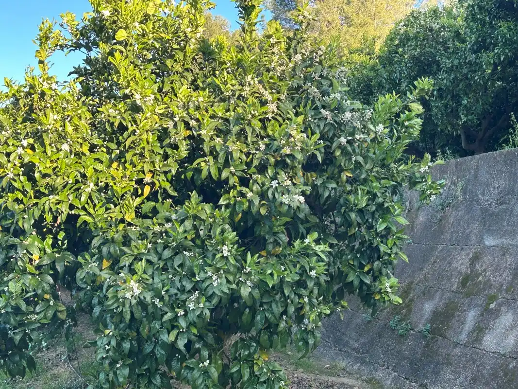 Finca rústica en venda en Oliva amb Moblat