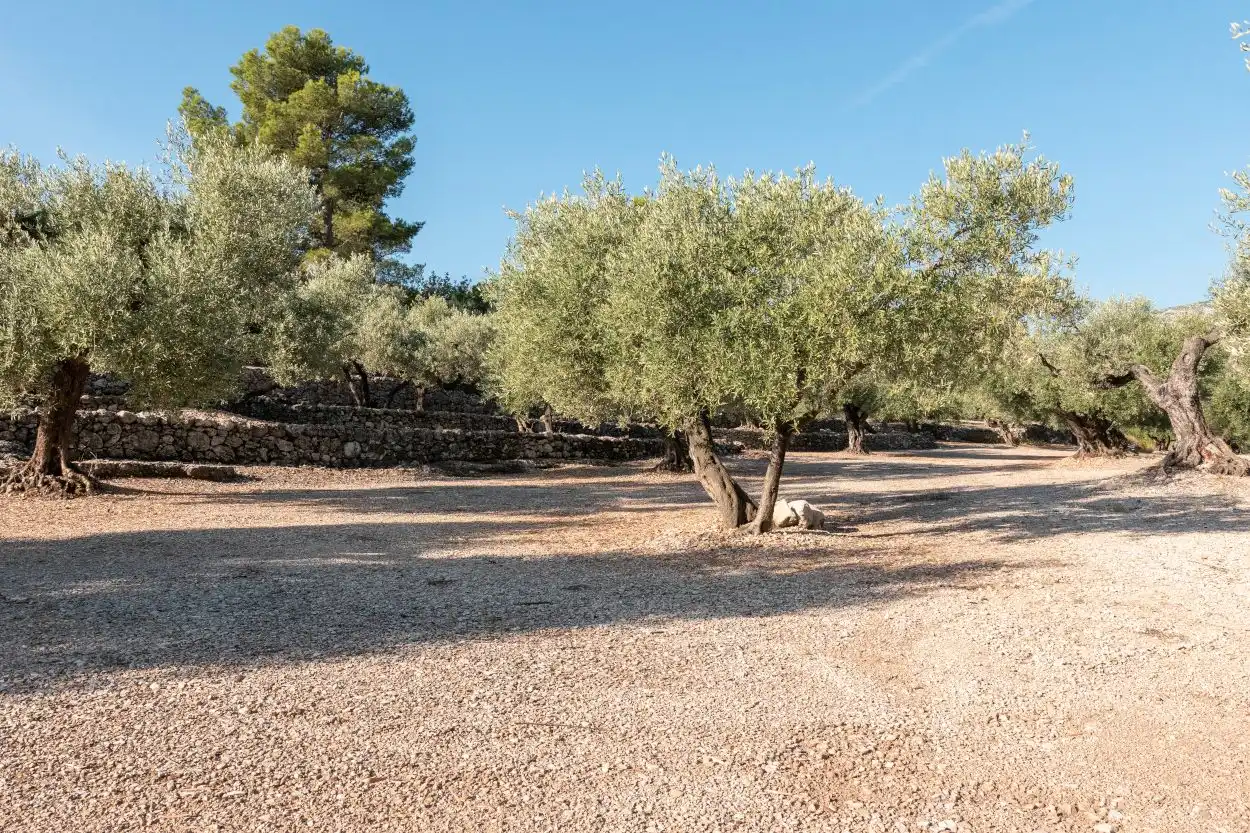 Finca rústica en venta en Mas de Barberans con Trastero