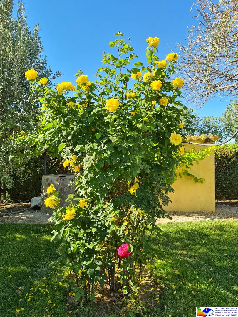 Jardín de Casa o chalet en venta en Fuente El Saz de Jarama con Aire acondicionado, Calefacción y Jardín privado