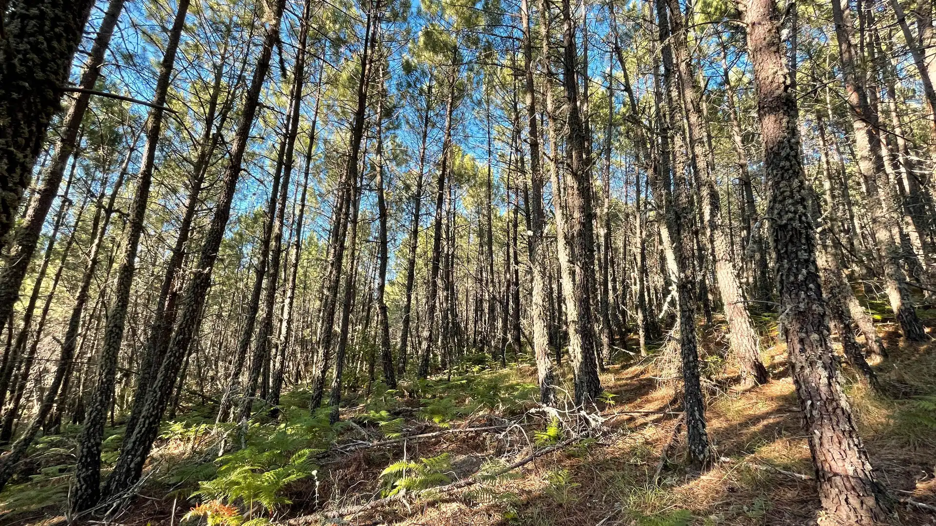 Land for sale in Arenas de San Pedro