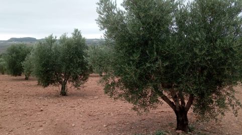 olivar de 30.000 m2, immagine 3
