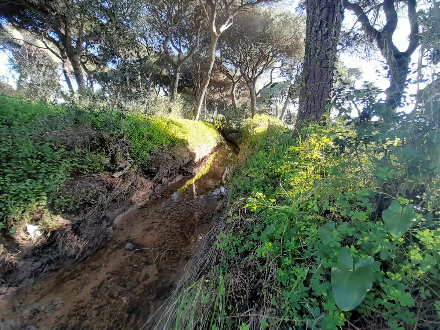 Residential land for sale in Pinar de la villa 120, imagen 7