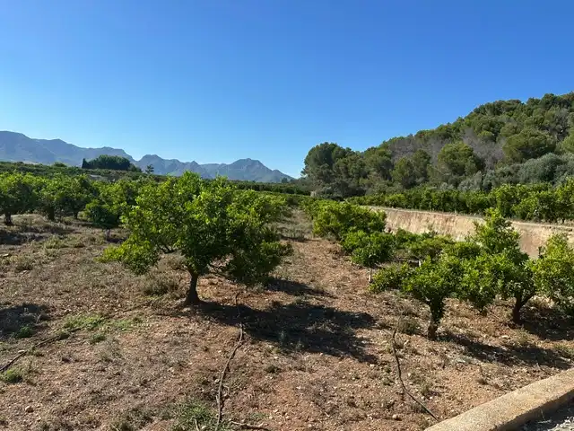Terrain rustique à vendre à Partida Blanquisal, imagen 44