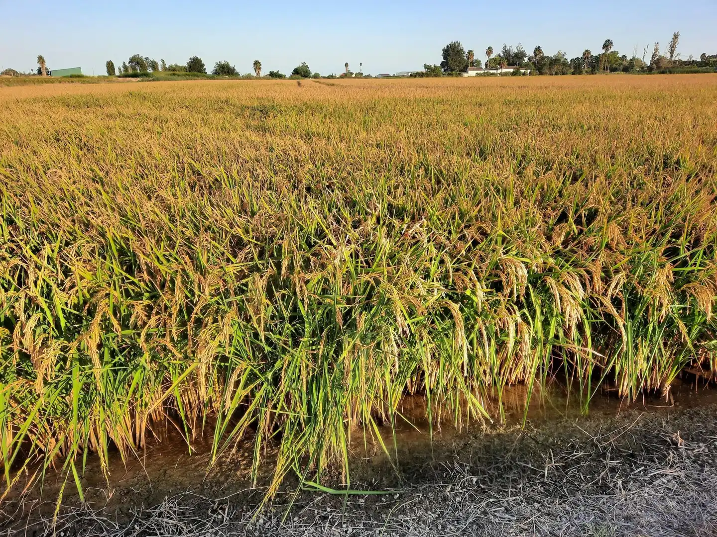 Terrain rustique à vendre à Eucaliptus- Poble Nou del Delta, imagen 8