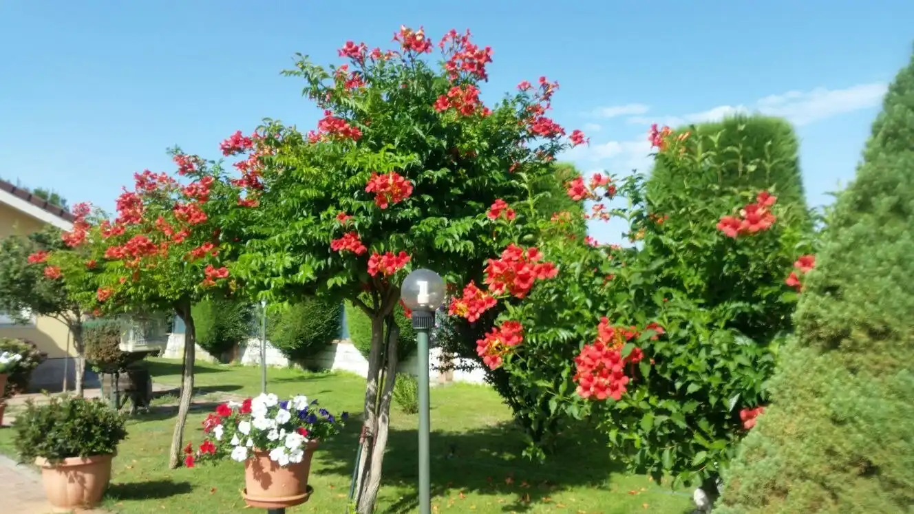 Jardín de Finca rústica en venta en Cabañas Raras con Calefacción, Terraza y Piscina