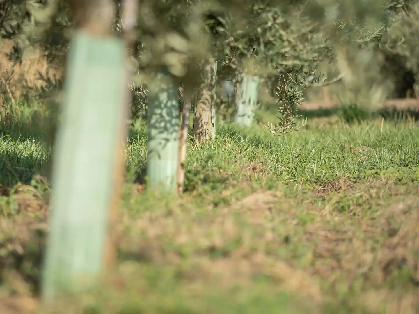 Terreni e lotti in vendita a Villa de Otura, imagen 15