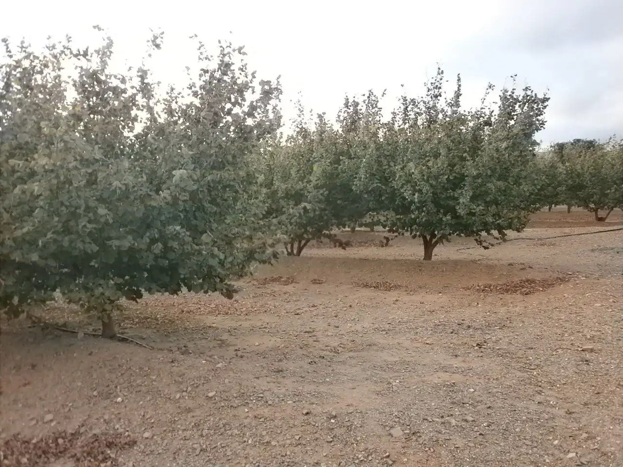 Rural land for sale in Castellvell del Camp, imagen 20