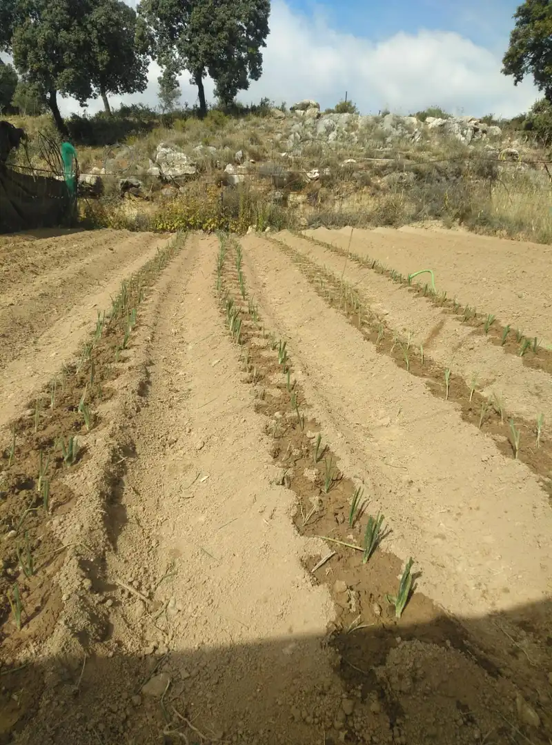 Maison rustique avec jardin à vendre à Cogollos de la Vega, imagen 90