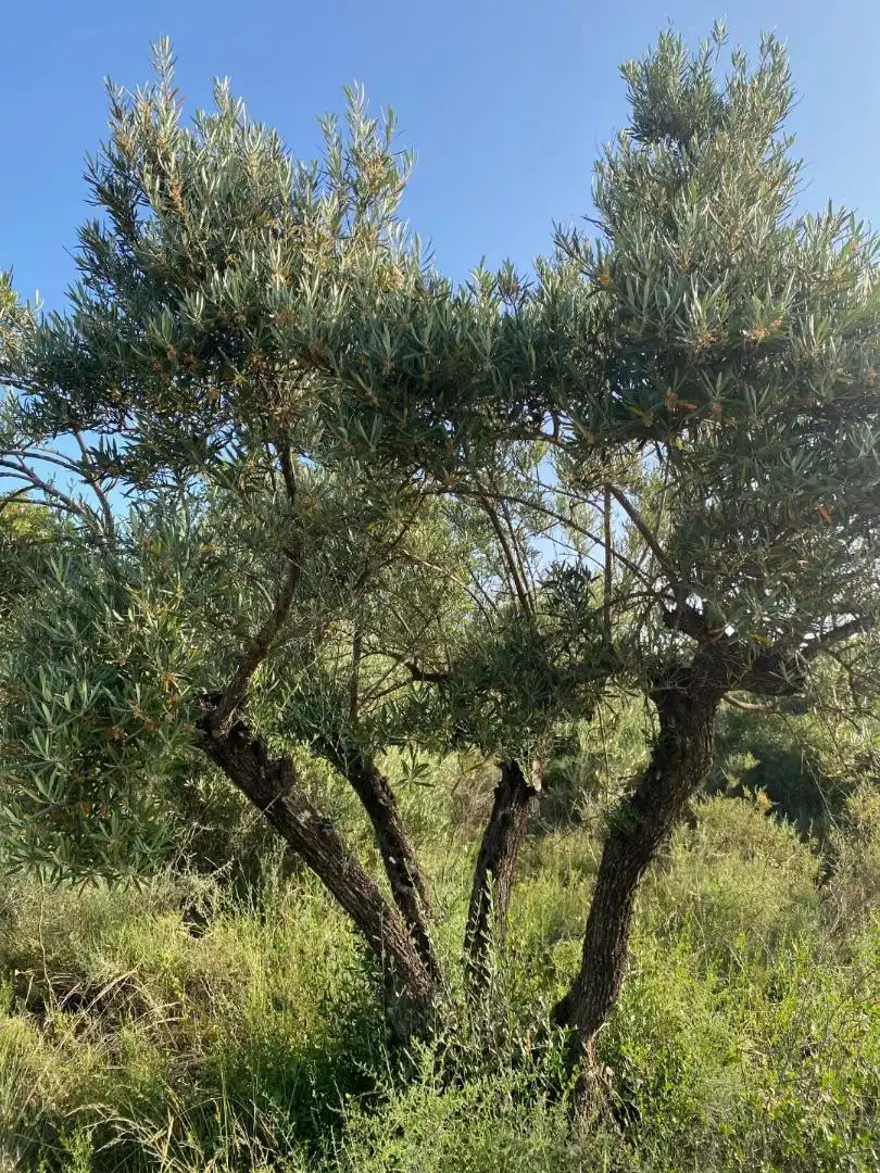 Garten von Grundstücke zur Miete in Loranca de Tajuña