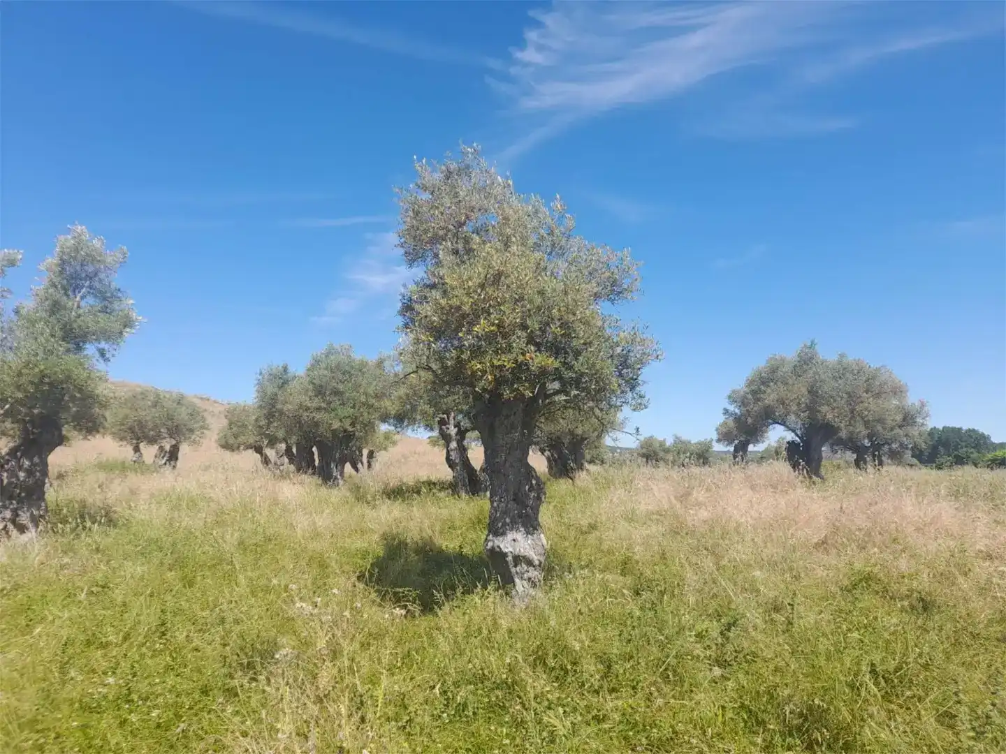 Terreno en venta en Casillas de Coria