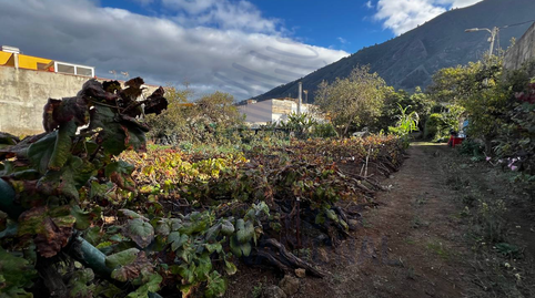 Foto 4 de Finca rústica en venda a Camino Vera de la Florida, El Bebedero - Pinolere - Aguamansa, La Orotava